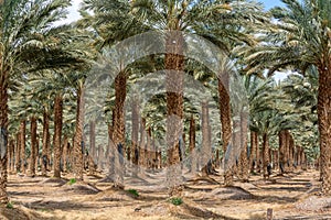 Piantagione da fenice normalmente conosciuto Palma alberi un deserto, coltivazione 